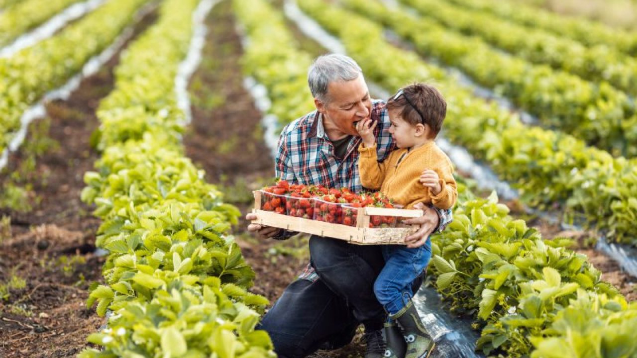 Piccole medio aziende agricole